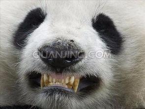 欧美熊猫画图片,趣味与艺术交融的视觉盛宴